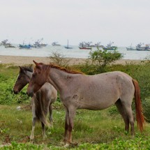 Horses on the beach of Zorritos